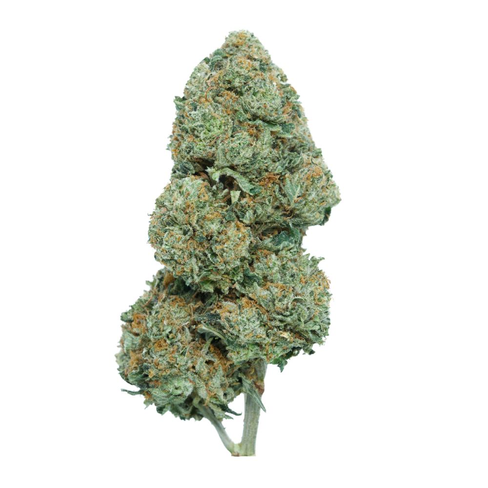 buy Miami Pink - Indica