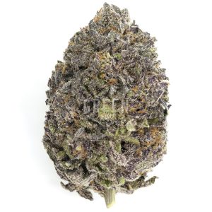 buy Blue Diesel by Pacific Craft