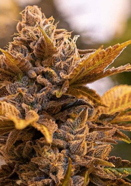 kandy kush strain review 4 Kandy Kush Strain Review