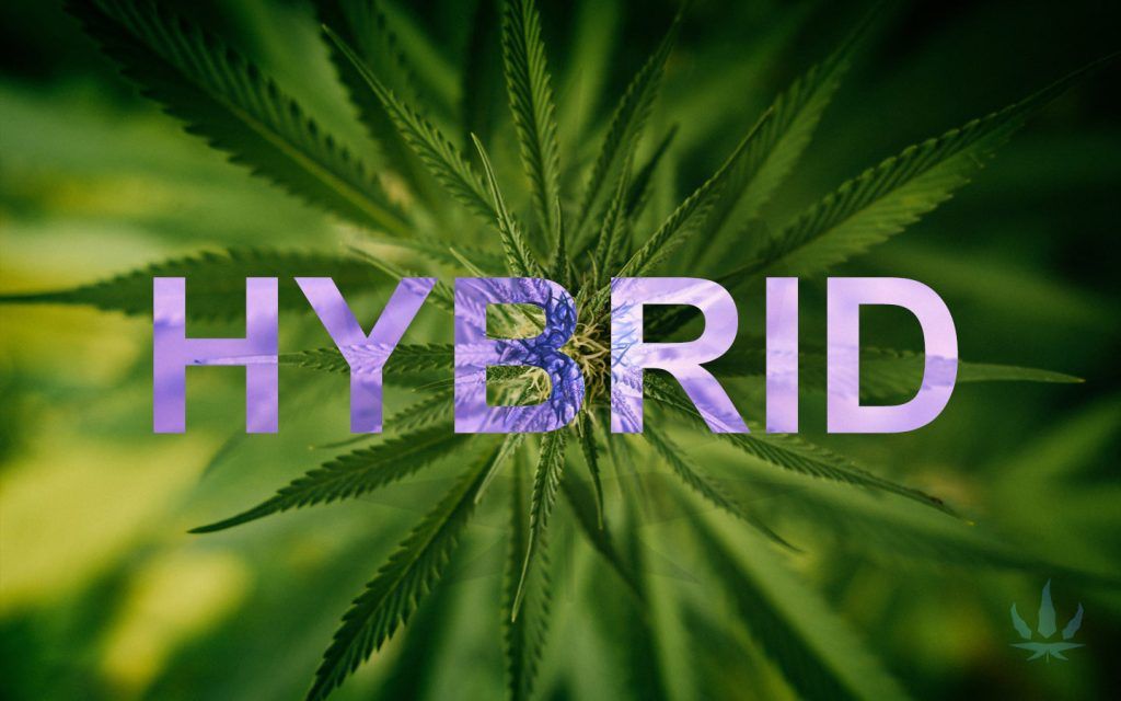 buy Is Hybrid Weed Good for Your Health?