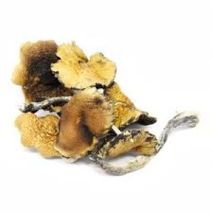 buy Psilocybin Mushrooms – AAAA+