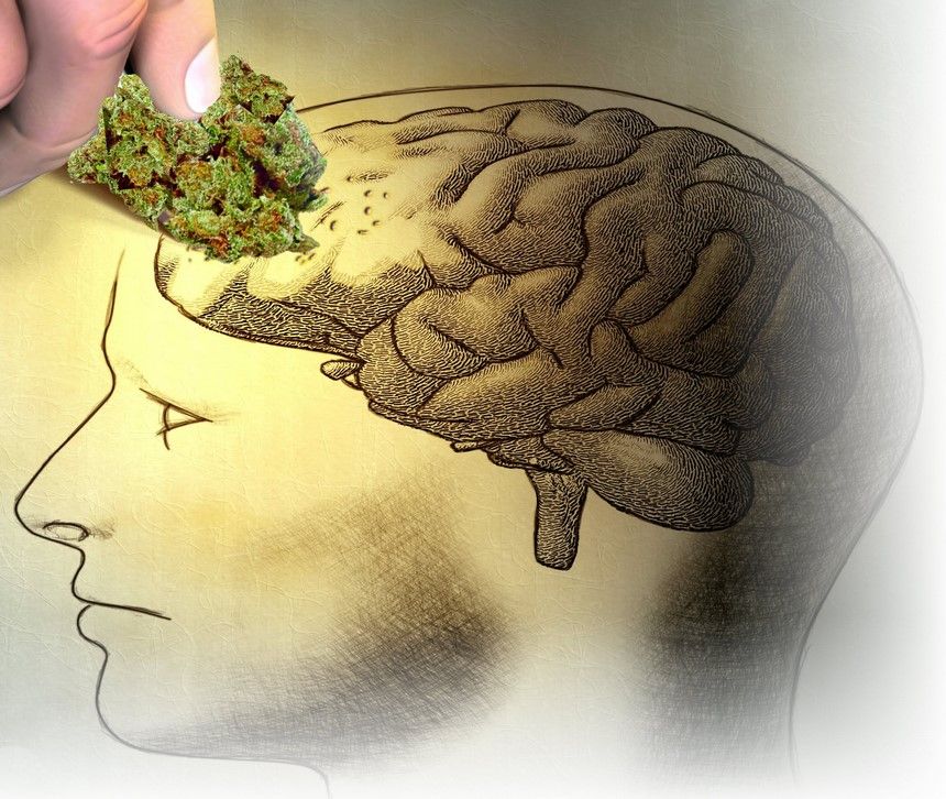 cannabis and memory loss 2 Cannabis and Memory Loss