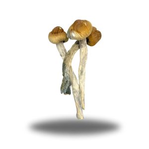 buy Psilocybin – Melmac Penis Envy AAAA+