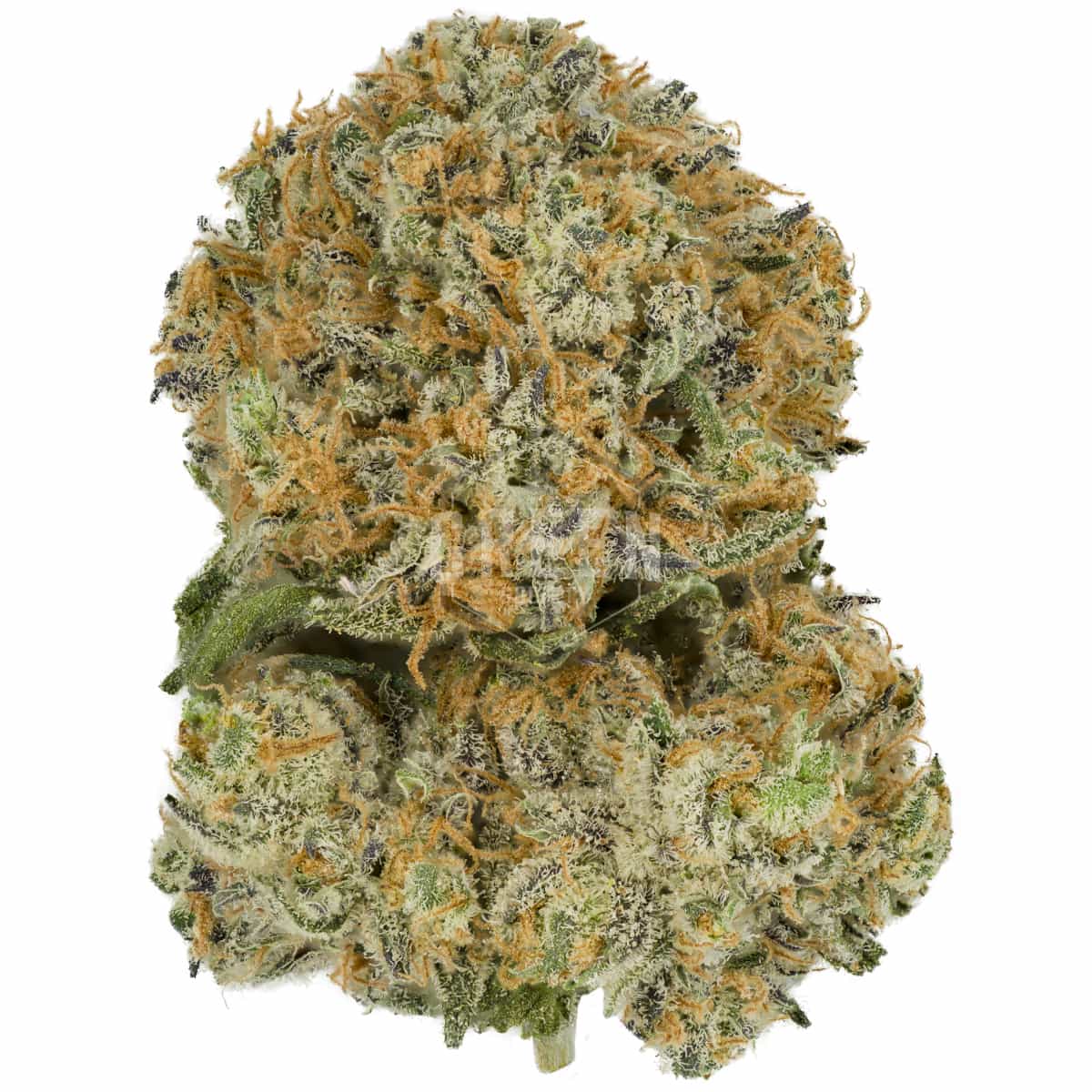 buy Blue Gelato #41