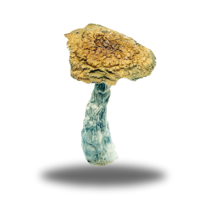 buy Psilocybin Thrasher – AAAA+