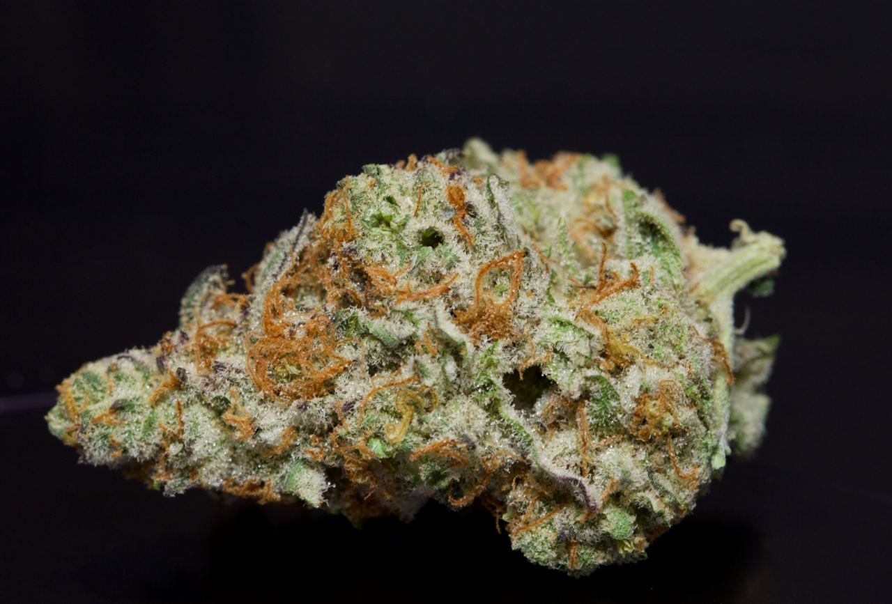 buy Citrus Paradise-Sativa