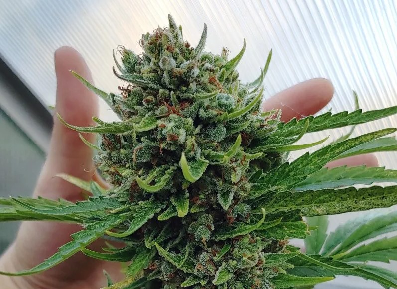 cannabis bloom boosters guide 32 Best Cannabis Bloom Boosters Guide