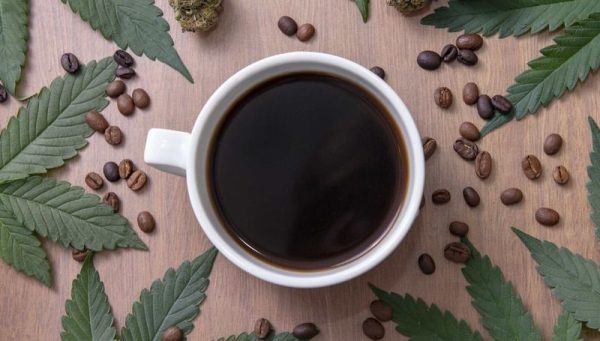 Cannabis vs Caffeine 3 Cannabis vs Caffeine