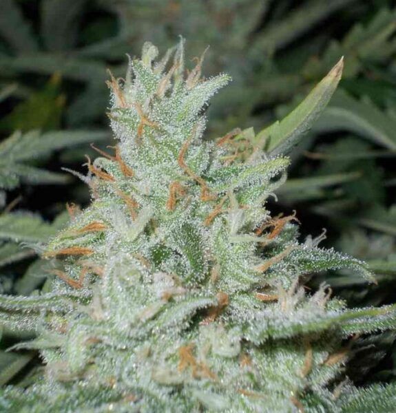 Outlaw Haze Marijuana Outlaw Haze Cannabis Strain Review