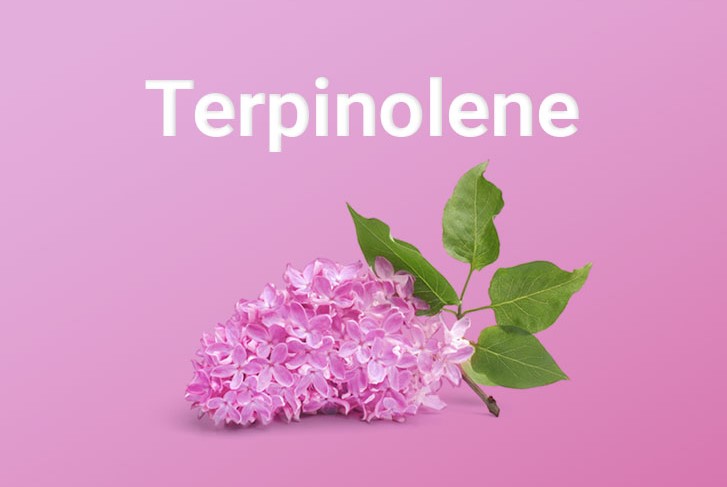 Terpinolene 6 Terpinolene