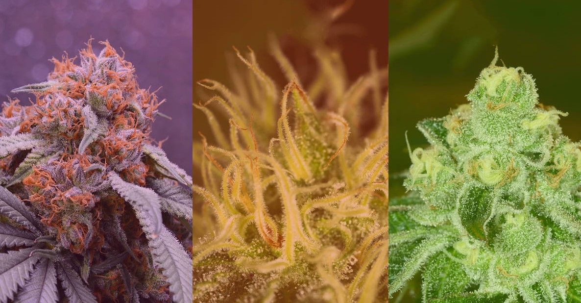 best hybrid strains Best Hybrid Strains