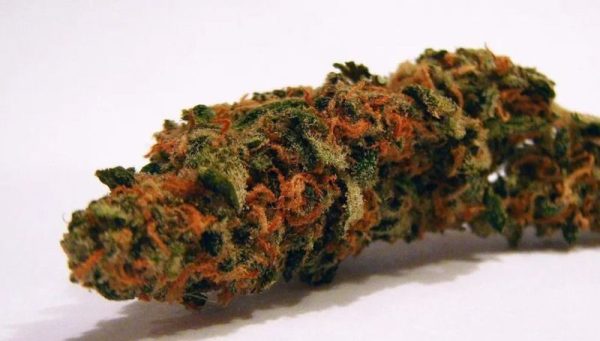 kush top 1 Best Indica Strains