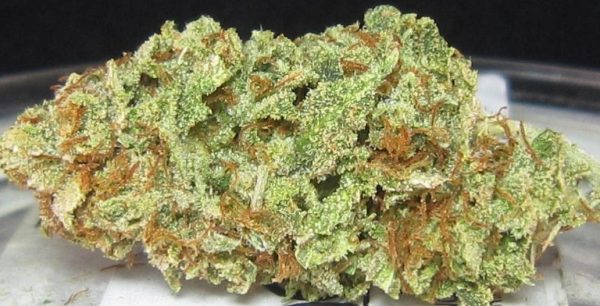 sour diesel strain review Sour Diesel Strain Review