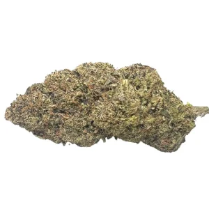 buy Waltz Afghanica *Indica*