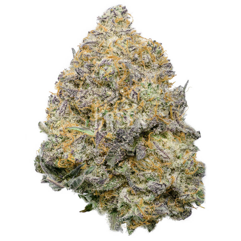 buy Blue Fuego by Strait A Genetics