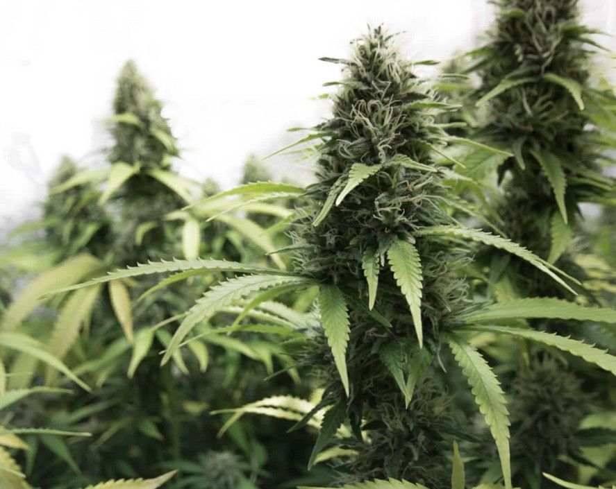 top 5 indoor strains 7 Find Top 5 Indoor Strains For You