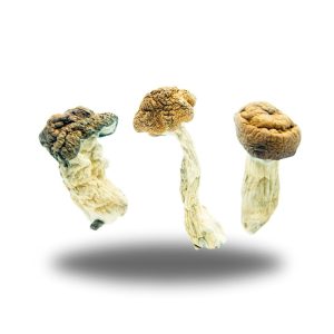 buy Psilocybin – Texas Penis Envy AAAA+