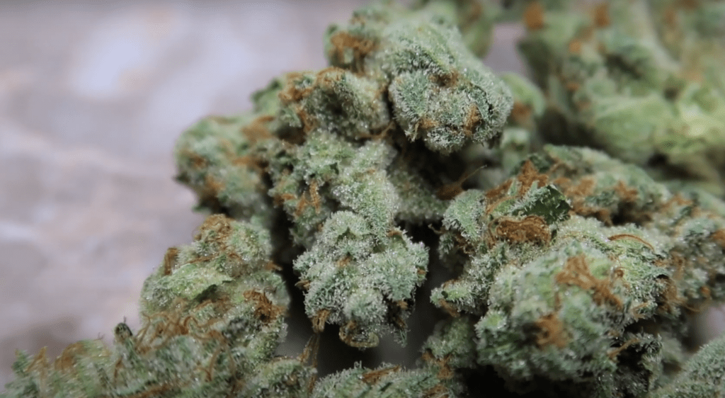 acheter Sativa Infused Flower - Les nombreux types de marijuana