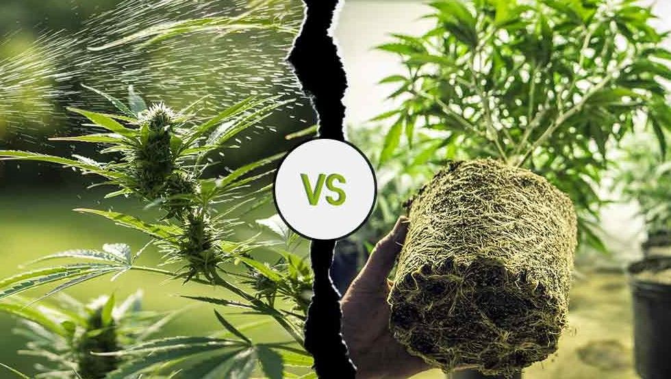 indoor vs outdoor weed 01 Indoor Vs. Outdoor Weed: Is One Better Than The Other?