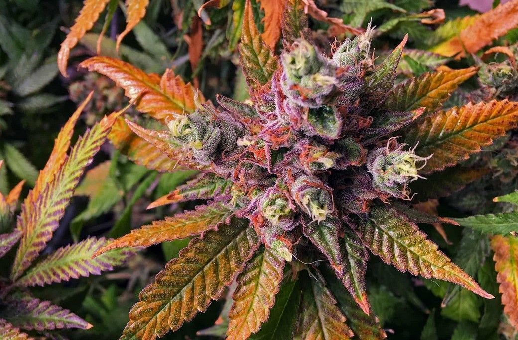 Colorful Cannabis 8 How to Grow Colorful Cannabis