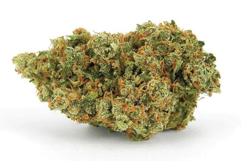 jack herer marijuana strain review Jack Herer Marijuana Strain Review