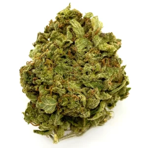 buy MANGO SAPPHIRE – INDICA