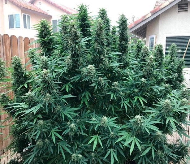 Growing Granddaddy Purple Tips for Growing Granddaddy Purple Cannabis: Guide