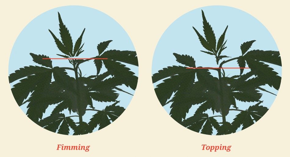 cannabis growing guide topping vs fimming 41 Cannabis Growing Guide: Topping Vs. Fimming