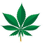 Best cannabis Montreal