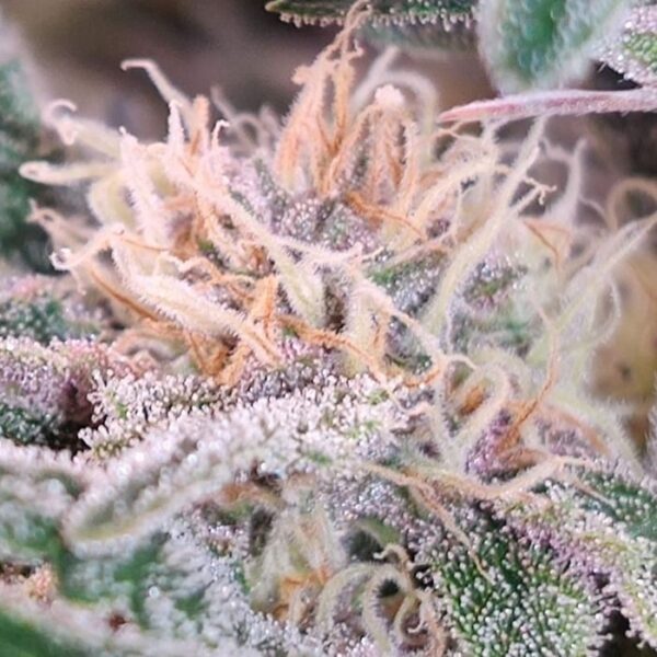 Winter Berry Strain