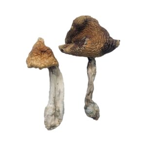 Dried Psilocybin Mushrooms – Hawaiian
