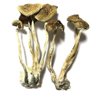 Dried Psilocybin Mushrooms – Golden Teacher