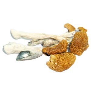 DrBaked : 14 grammes de champignons de la Martinique | Champignon Psilocybine