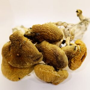 Large Cambodian Mushroom-Dried Mushroom (Giants)