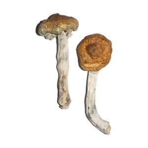 Vietnamese Magic Mushrooms-Dried Mushroom