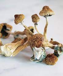 Cambodian Mushroom-Dried Mushroom