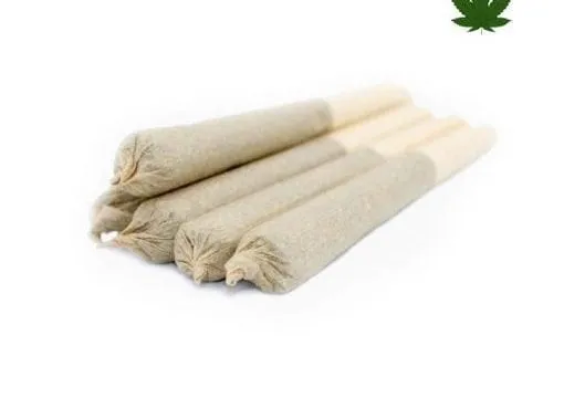 Joint Indica XL