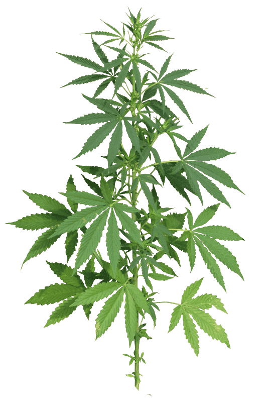 acheter Toronto Weed Delivery – Dispensaire de Marijuana Canada