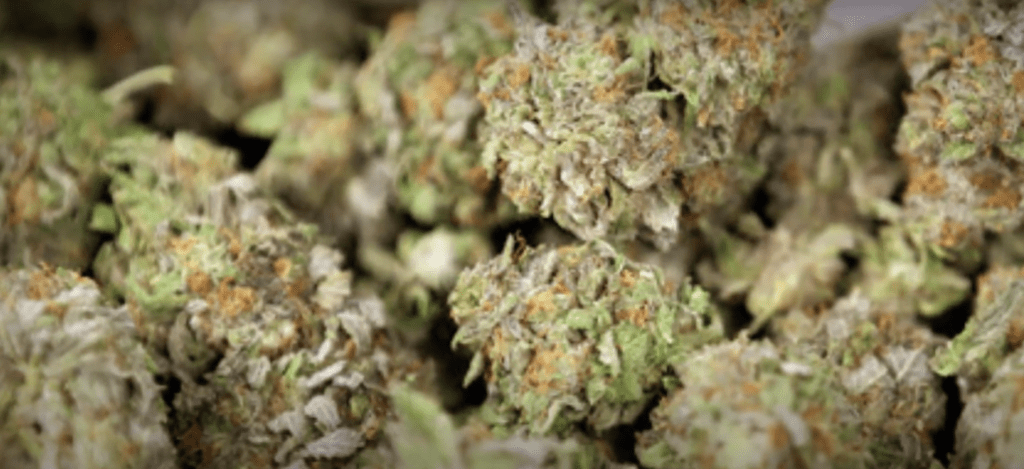 buy Is Hybrid Weed Good for Your Health?