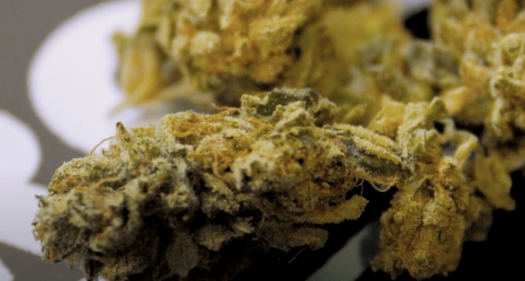 buy What is the Best Sativa Flower?