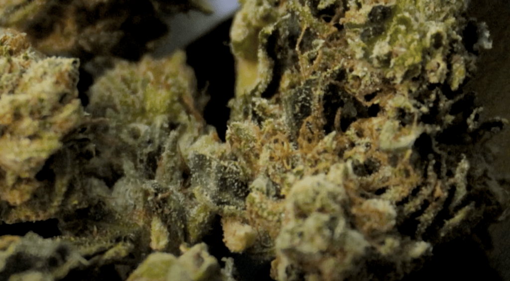 buy What is the Best Sativa Flower?
