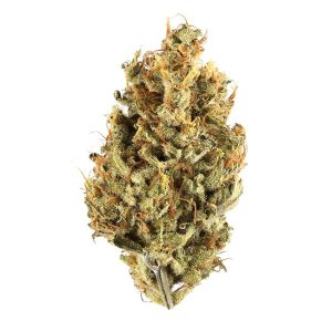 black jack gg4 Toronto Weed Delivery - Marijuana Dispensary Canada