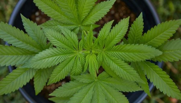 3 types of marijuana plants2 3 Types of Marijuana Plants