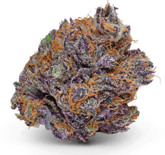 811 8119026 starflight guava medical marijuana strain star flight guava Best Cannabis Strains and Edibles for Creativity and Energy