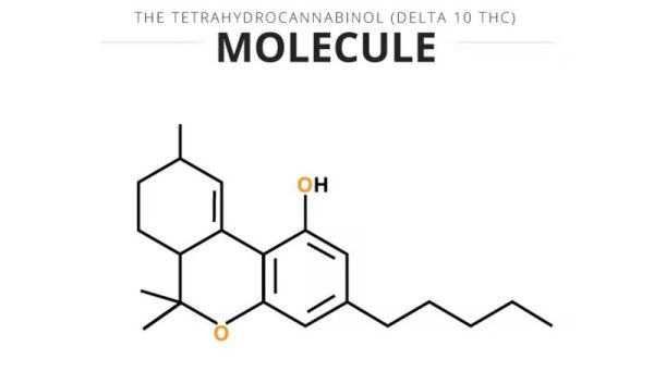 Delta 10 THC What Is It and What Can It Do 1 Delta 10 THC: What Is It and What Can It Do?