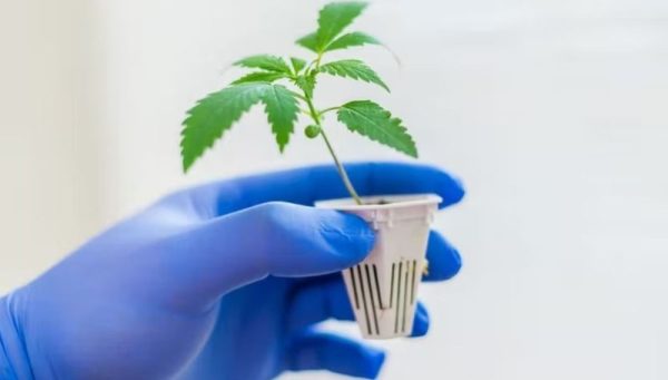 How to Plant Marijuana Seeds 1 How to Plant Marijuana Seeds