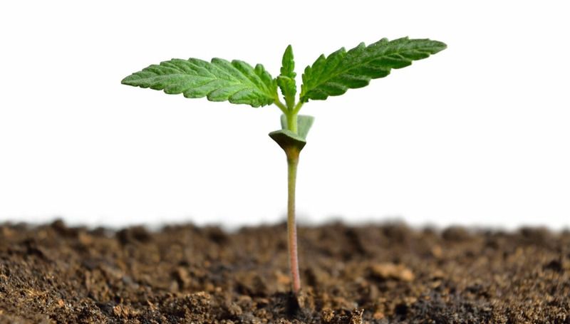 How to Plant Marijuana Seeds 2 How to Plant Marijuana Seeds