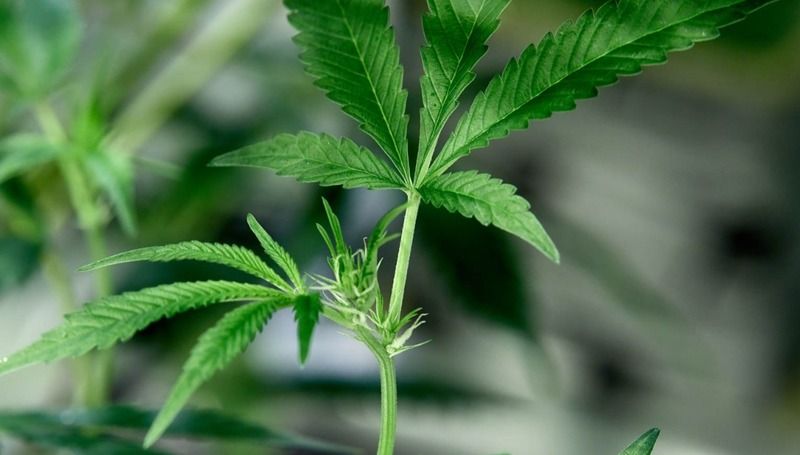Topping Cannabis Guide Comment étêter vos plantes1 Topping Cannabis Guide : Comment étêter vos plantes