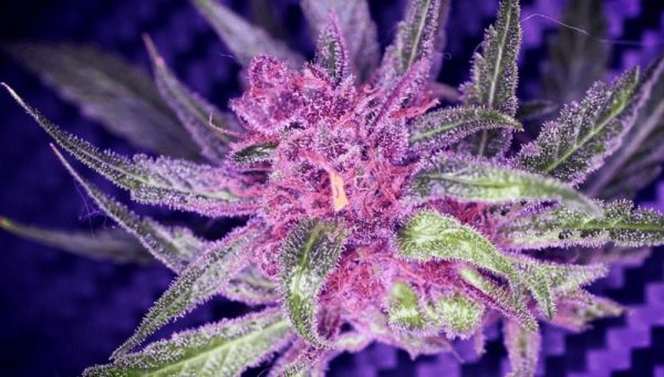 Why Does Weed Turn Purple1 Why does Weed Turn Purple?