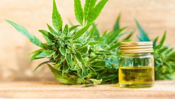 oil2 800 455 What is CBD and How Does it Work?